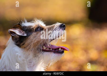 Profil Schuß eines Parson Russell Terrier, den Mund offen Stockfoto