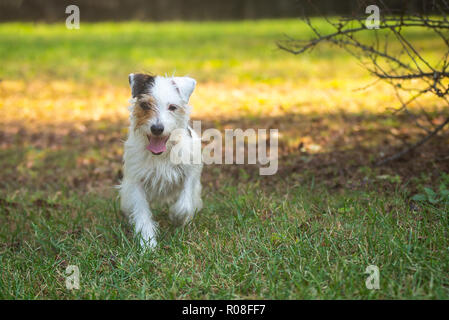 Happy Parson Russell Terrier in einem Feld Stockfoto