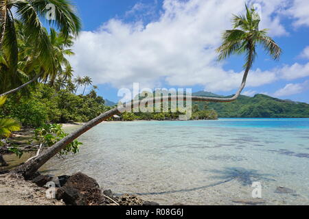 Tropical Seascape, eine Kokospalme über klare Wasser in Französisch Polynesien lehnt, Huahine Island, South Pacific Ocean Stockfoto