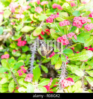 Platz Foto mit bunten Schmetterling. Bug hat schöne Flügel mit schwarzen und die Farbe orange. Insekt ist auf Pflanze oder Blume mit rosa Blüten und viele t gehockt Stockfoto