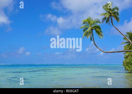 Tropical Marine zwei Kokospalmen mageres Über eine Lagune mit bewölkt blauer Himmel und Meer Horizont, Französisch-Polynesien, Huahine, South Pacific Ocean Stockfoto