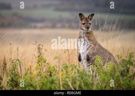 Red-necked Wallaby oder Bennetts Wallaby (Macropus rufogriseus) im Feld, an der Kamera auf der Suche Stockfoto