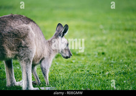 Kangaroo V, Australien Stockfoto