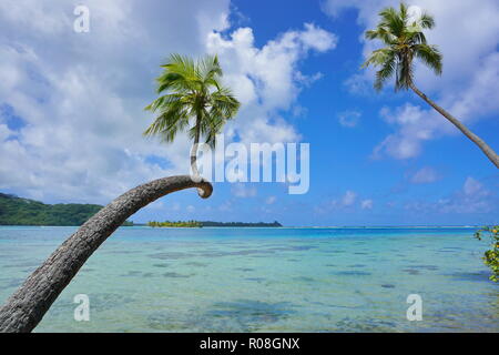 Tropical Marine zwei Kokospalmen mageres Über klares Wasser mit bewölkt blauer Himmel, Französisch-Polynesien, Huahine, South Pacific Ocean Stockfoto