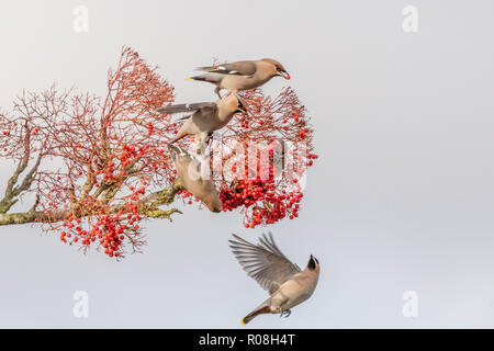 Eine Gruppe oder eine Herde von Waxwings, Bombycilla garrulus, Beeren essen in einem Baum mit roten Beeren in Norfolk, Großbritannien Stockfoto