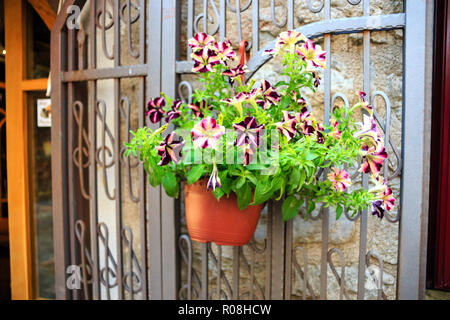 Schöne Blumen von Petunia im Topf auf einem Metallzaun. gemütliches Haus Stockfoto