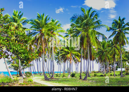 Ein gewundener Pfad, der durch eine Palme Wald in der Nähe des Karibischen Meer führt. Las Galeras, Samana, Dominikanische Republik Stockfoto