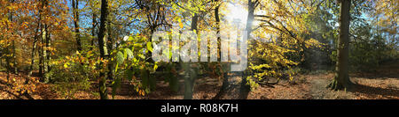 Die Farben des Herbstes im Waldland auf der Lickey Hills von Birmingham, West Midlands, UK. Stockfoto