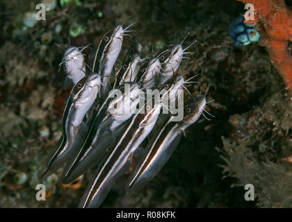 Dicht Schule der Pangasius (Plotosus lineatus) Schwimmen entlang Korallenriff. Ambon, Indonesien. Stockfoto