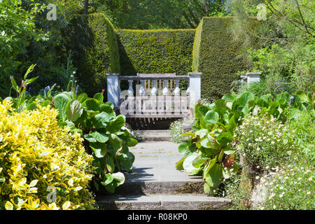 Einsame Holzbank zwischen getrimmt Hedge, Blumen in voller Blüte, im Sommer Englisch Garten. Stockfoto