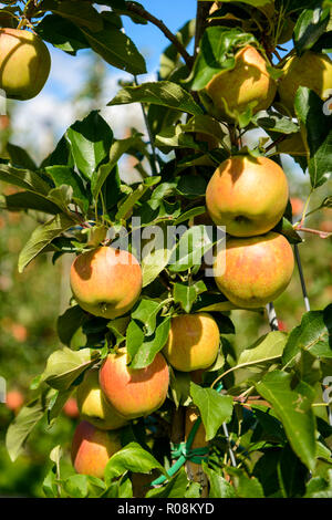 Äpfel hängen an Apfelbäumen, Apple Plantage, Trentino, Südtirol, Italien Stockfoto