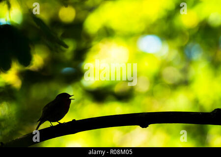 Singen europäischen Robin (Erithacus Rubecula) auf Zweig, Silhouette, Hessen, Deutschland Stockfoto