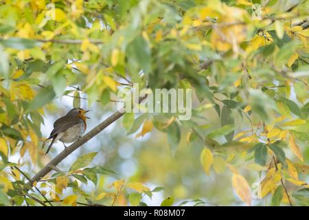 Singen europäischen Robin (Erithacus Rubecula) auf Zweig, Blätter im Herbst, Hessen, Deutschland Stockfoto