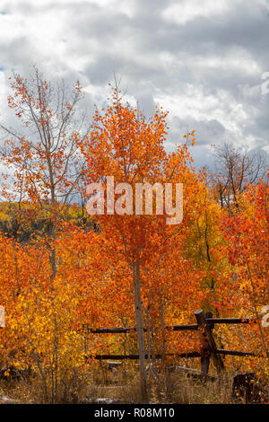 Herbst Aspen Bäume entlang der Schlacht Pass Scenic Byway in Wyoming Stockfoto