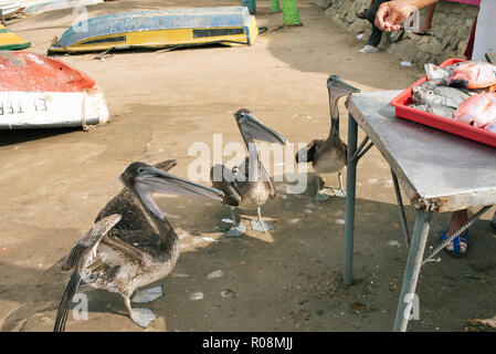 Fischer ausnehmen frischen Fisch zum Verkauf, mittlerweile die freche Pelikane warten gefüttert zu werden. An der Küste leben in Taganga, Santa Marta, Kolumbien. Sep 2018 Stockfoto
