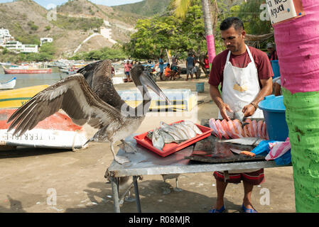 Fischer frischen Fisch zum Verkauf vorbereiten, mittlerweile ein freches Pelican hofft für die Eingeweide. An der Küste leben in Taganga, Santa Marta, Kolumbien. Sep 2018 Stockfoto