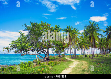 Ein gewundener Pfad, der durch eine Palme Wald in der Nähe des Karibischen Meer führt. Las Galeras, Samana, Dominikanische Republik Stockfoto