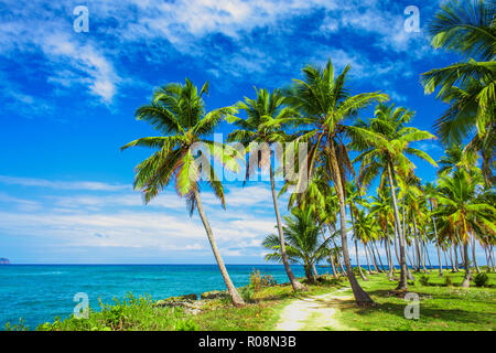 Ein gewundener Pfad, der durch eine Palme Wald in der Nähe des Karibischen Meer führt. Las Galeras, Samana, Dominikanische Republik Stockfoto