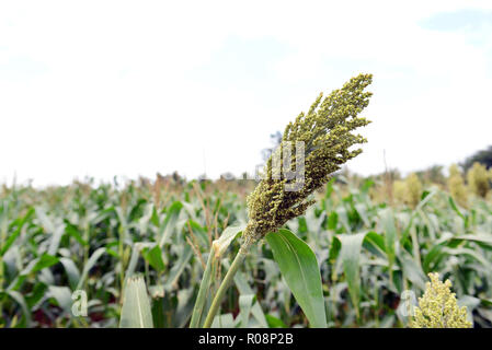 Jowar Hirse, Sorghum Stockfoto