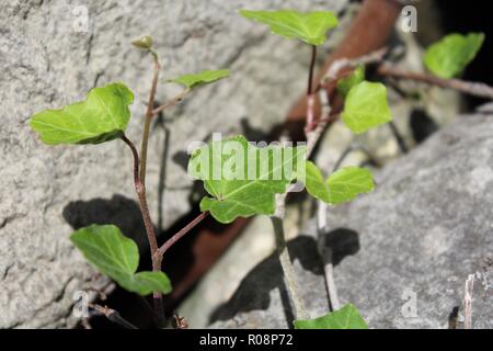 Makro Blick auf die Pflanze, die zwischen den Steinen Stockfoto