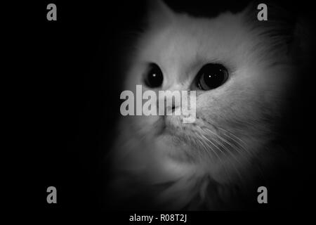 Schwarz und Weiß und isolieren Portrait von persischen lange Haare Katze Stockfoto