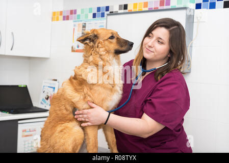 Tierärztin mit Stethoskop für niedlichen Hund Prüfung Stockfoto