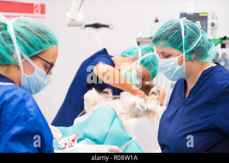 Tierarzt Chirurgen im Operationssaal Stockfoto