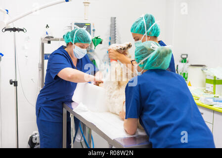 Tierarzt Chirurgen im Operationssaal Stockfoto