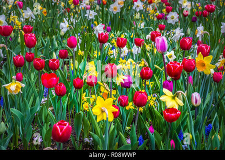 Blumenbeet an groot-bijgaarden Schloss, Belgien Stockfoto