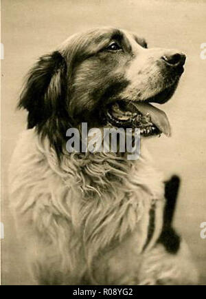 Vintage Foto von einem Hund Stockfoto