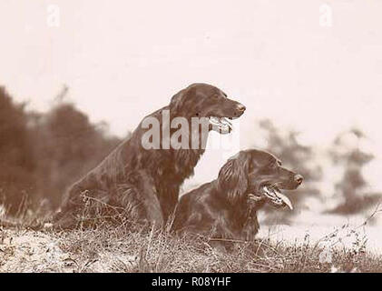 Vintage Foto von einem Hund Stockfoto