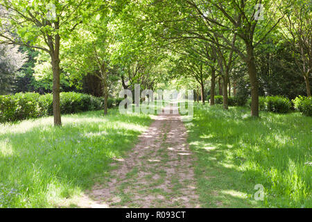 Wanderweg zwischen grünen Bäumen, Gras mit Wildblumen in einem Park, an einem Frühlingstag. Stockfoto