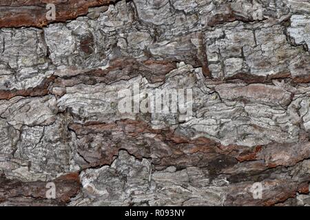 Pine Tree bark aus der Nähe, in dem die grobe komplizierte Texturen. Stockfoto