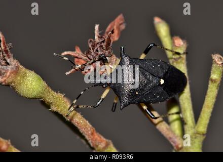 Schwarz stinken Bugs (Proxys punctulatus) sind relativ selten im Vergleich zu anderen Arten, und sind daher nicht ein schädling angesehen. Stockfoto