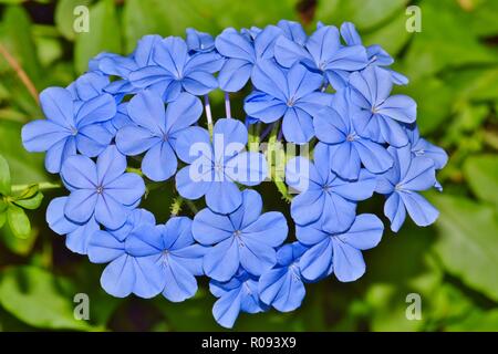 Blau Plumbago Blumen (Plumbago Auriculata) vor einem grünen Hintergrund. Diese Blumen sind häufig in Hausgärten und Sie gedeihen in tropischen Klimazonen. Stockfoto