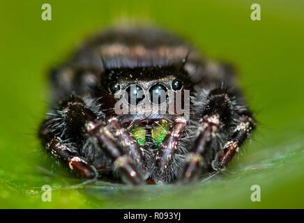 Ein erwachsener Bold Jumping Spider, oder gewagte Jumping Spider (Phidippus Audax) schaut in die Kamera aus der relativen Sicherheit seiner Gurtband auf ein Blatt. Stockfoto