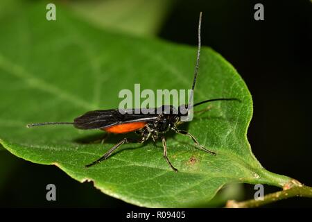 Braconid Wasp gesehen in der Nacht ruht auf einem Baum Blatt. Stockfoto