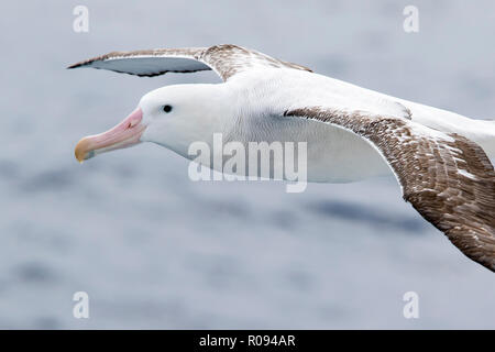 Wanderalbatross Vogel über Drake Passage in der Nähe der Antarktis, Antarktis, fliegen. (Diomedea exulans). Stockfoto