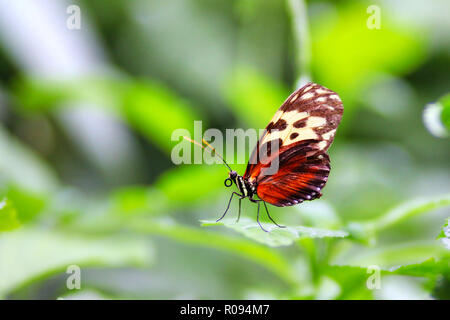 Makrofotografie von Golden Helicon Longwing Schmetterling (Heliconius Hecale) mit seinem Rüssel auf grünes Blatt mit selektiven Fokus und Hintergrund. Stockfoto