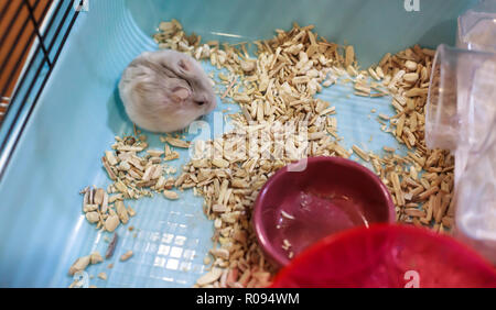 Cute Tricolor Weiblich exotische Winter White Dwarf Hamster Ernährung Futter an der Ecke des Käfigs. Winter White Hamster ist auch im Winter Weiß D bekannt Stockfoto