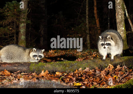 Eine Familie von gemeinsamen Waschbären eine Party im Wald. Stockfoto