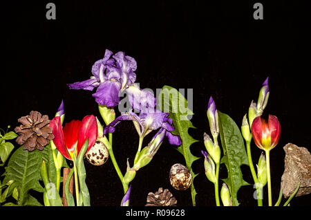 Sperrholz schwarzer Hintergrund mit Grenze der kleine lila Iris, Feld rote Tulpen, Wachteleier, Tannenzapfen, Steine, Blätter. Stockfoto