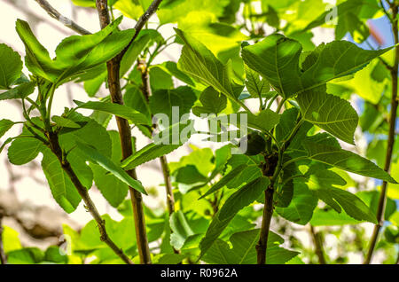 Frühes erwachen der Feigenbaum, das erste Früchte mit der erste zarte Blätter erschienen Stockfoto