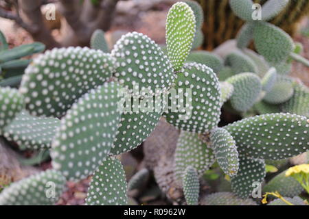 Opuntia microdasys (Angel-Wings, Bunny bunny Ohren Kaktus, Kaktus oder Polka-dot Cactus) - allan Gärten Wintergarten, Toronto, Ontario, Kanada. Stockfoto