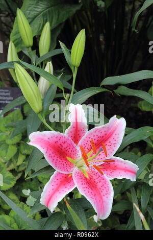 Lilium ist targazer' (die 'Stargazer Lily') - Allan Gärten Wintergarten, Toronto, Ontario, Kanada. Stockfoto