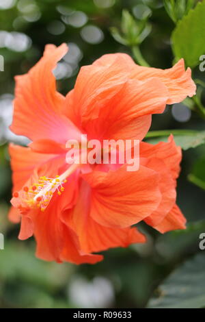 Hibiscus kokio - Hawaiian Hibiscus - Allan Gärten Wintergarten, Toronto, Ontario, Kanada. Stockfoto