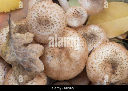 Armillaria ostoyae, dunklen Honig Pilz Makro im Wald Stockfoto