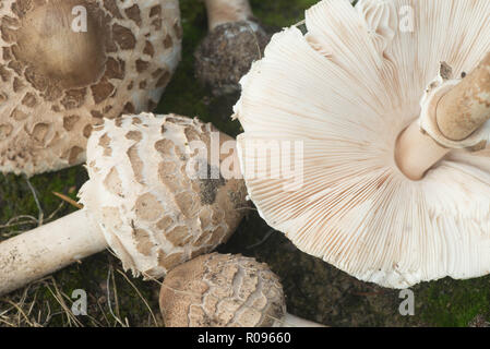 Gruppe von Parasol Pilze, macrolepiota Procera Stockfoto