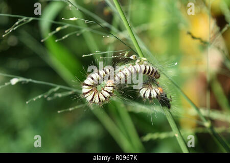 Gruppe von Raupen orange Kopf und Furry im gesamten Körper, mit weißen Streifen und Schwarz auf Gras, Wurm von Asota produkta Motte Stockfoto