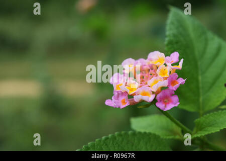 Westindische Lantana-Blüte ( Lantana camara ) mit natürlichem grünen Hintergrund, Gruppe von kleinen Blüten mit rosa Blütenblättern und gelben Pollen Stockfoto